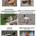 Nasze zwierzęta / Aktualności hodowlane