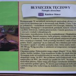 Nasze zwierzęta / Aktualności hodowlane