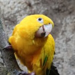 Nasze zwierzęta / Wykaz gatunków / Ptaki