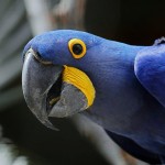Nasze zwierzęta / Wykaz gatunków / Ptaki