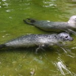 Foki pospolite w płockim ZOO