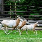 Wykaz gatunków / Ssaki / Lista zwierząt