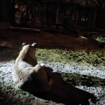 Atrakcje / Działo się...